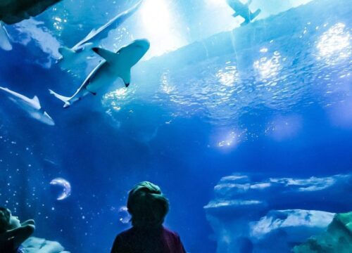 Billet d'entrée au Grand Aquarium d'Hurghada avec transfert privé